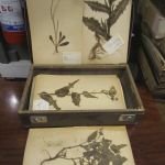 713 2136 Herbarium